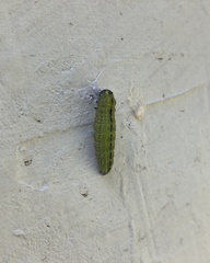 Catasticta teutila