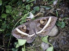 Metopta rectifasciata