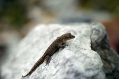 Mediodactylus orientalis