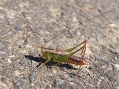 Conocephalus japonicus