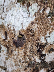 Penthicodes atomaria