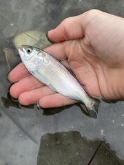 Alosa pseudoharengus