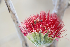 Apis mellifera scutellata