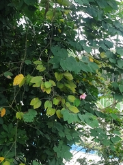 Bauhinia variegata