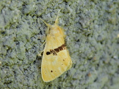 Euproctis molunduana