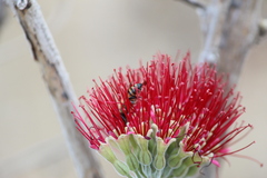 Apis mellifera scutellata