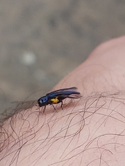 Agrilus