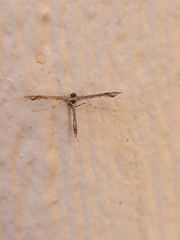 Anstenoptilia marmarodactyla