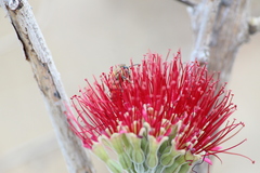 Apis mellifera scutellata