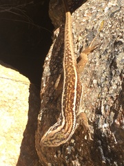 Liolaemus chiliensis