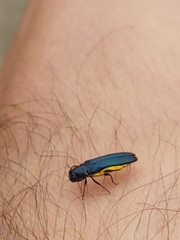 Agrilus