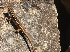 Liolaemus chiliensis
