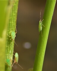 Cyrtorhinus lividipennis