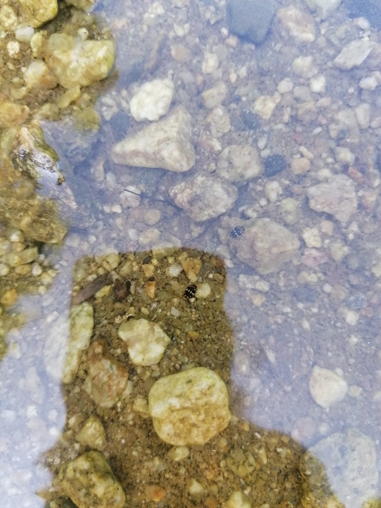 Laccophilus pictus pictus