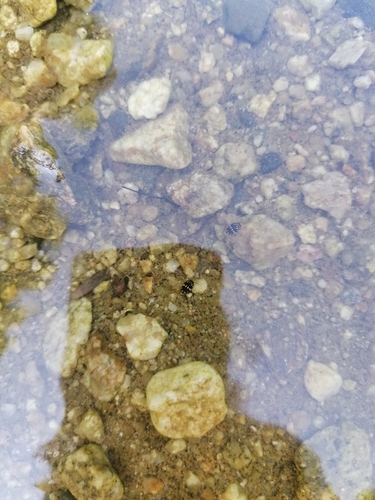 Laccophilus pictus pictus