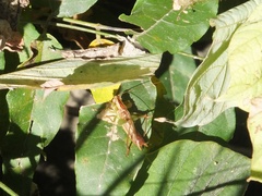 Conocephalus japonicus