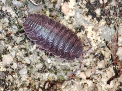 Porcellio dispar