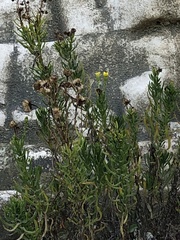 Limbarda crithmoides