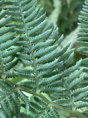 Athyrium angustum