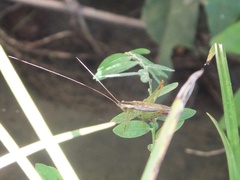 Conocephalus japonicus