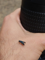 Agrilus