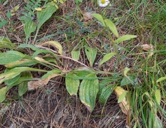 Plantago urvillei