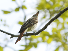 Myiodynastes maculatus
