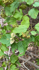 Physocarpus opulifolius