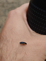 Agrilus
