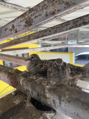 Zebra Dove
