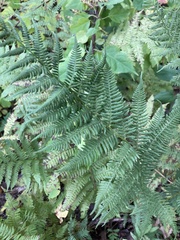 Athyrium angustum