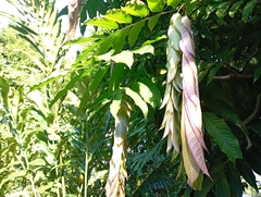 Saraca thaipingensis