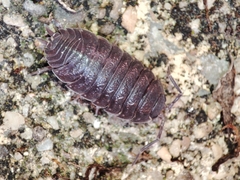 Porcellio dispar