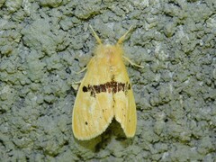 Euproctis molunduana