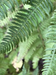 Athyrium angustum
