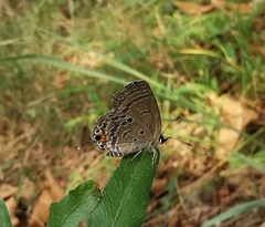 Luthrodes pandava