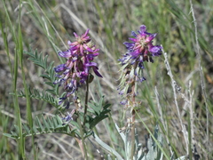 Astragalus bisulcatus