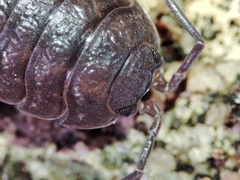 Porcellio dispar