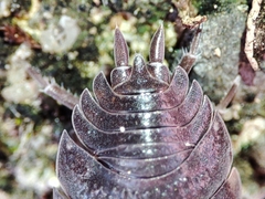 Porcellio dispar