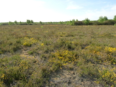 Genista pilosa