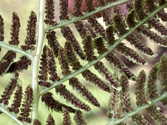 Athyrium angustum
