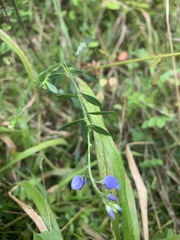 Polygala vulgaris
