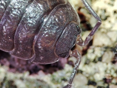 Porcellio dispar