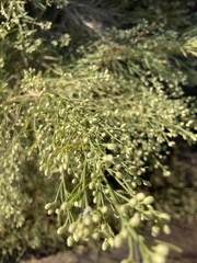 Baccharis neglecta