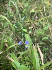 Polygala vulgaris