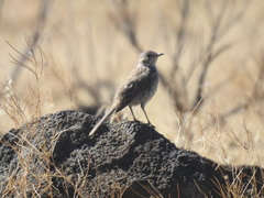 Oreoscoptes montanus