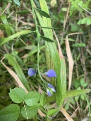 Polygala vulgaris