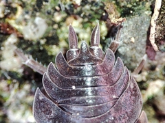 Porcellio dispar