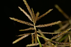 Cyperus malaccensis malaccensis