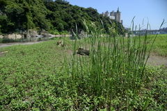 Cyperus malaccensis malaccensis